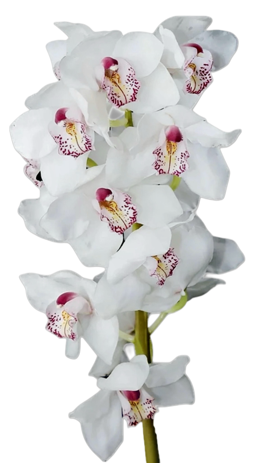 Cymbidium White Pony